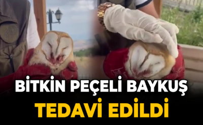 Bitkin halde bulunan peçeli baykuş tedavi edildi