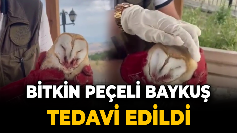 Bitkin halde bulunan peçeli baykuş tedavi edildi