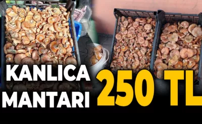 Kanlıca Mantarı 250 Liradan Tezgahtaki Yerini Aldı