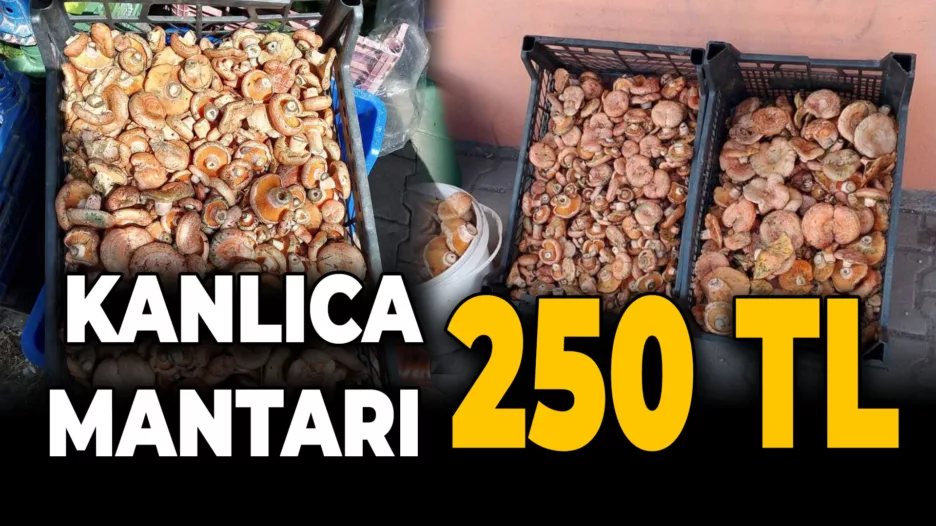 Kanlıca Mantarı 250 Liradan Tezgahtaki Yerini Aldı