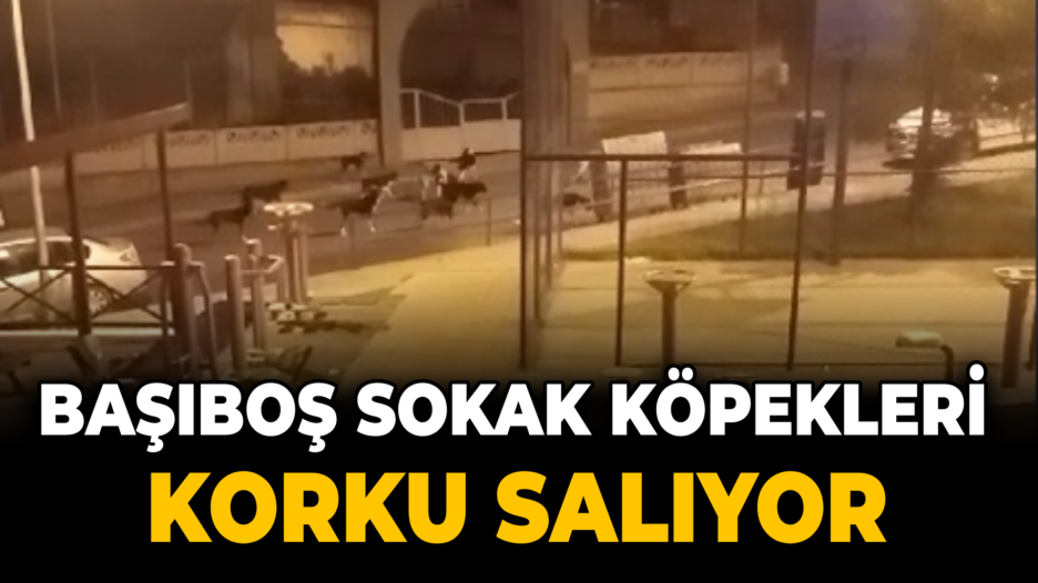 Karabük’te Başıboş Köpekler Endişe Yaratıyor