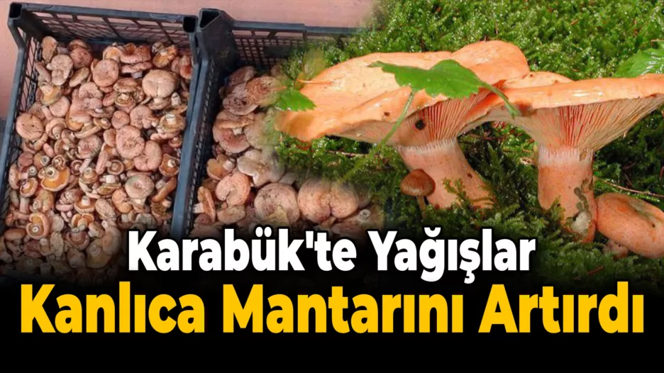 Karabük’te Yağmurla Birlikte Kanlıca Mantarı Bereketi Başladı