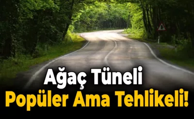 Ağaç Tüneli’nde Dikkat: Kazalar Beraberinde Gelebilir