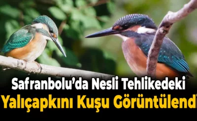 Safranbolu’da Nadide Yalıçapkını Kuşu Görüntülendi