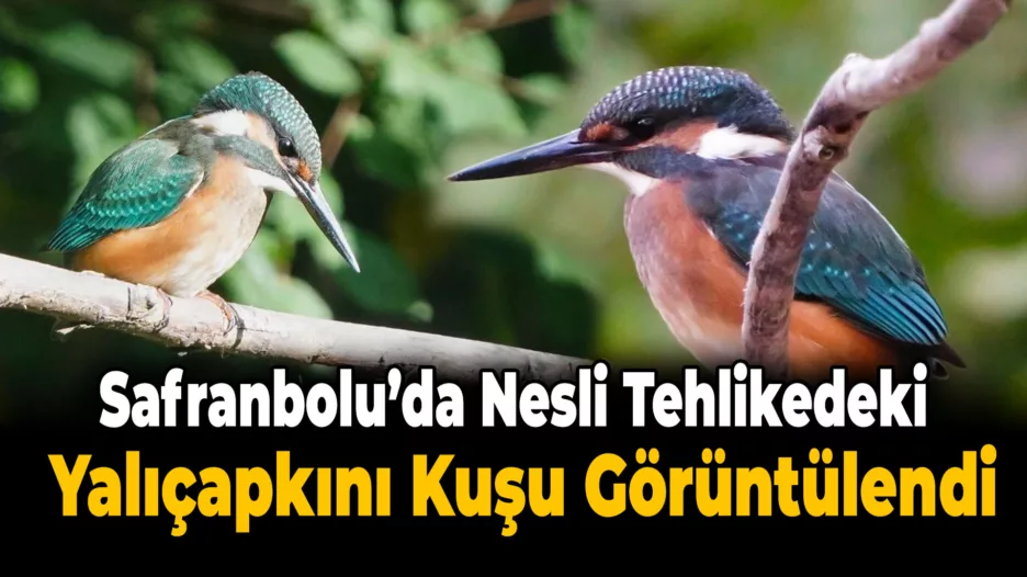 Safranbolu’da Nadide Yalıçapkını Kuşu Görüntülendi