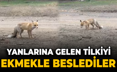 Yanlarına gelen tilkiyi ekmekle beslediler