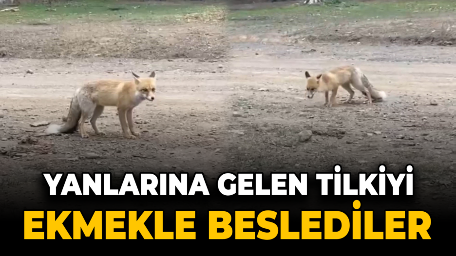 Yanlarına gelen tilkiyi ekmekle beslediler