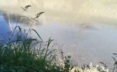 Bartın Irmağı’nda toplu balık ölümleri yaşandı