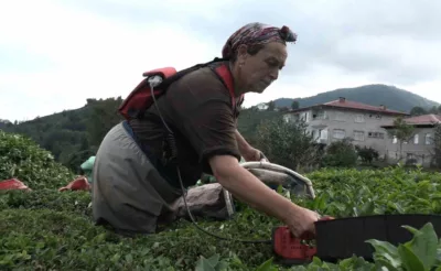 ÇAYKUR’un randevulu çay alım sistemine geçmesi üreticiyi sevindirdi