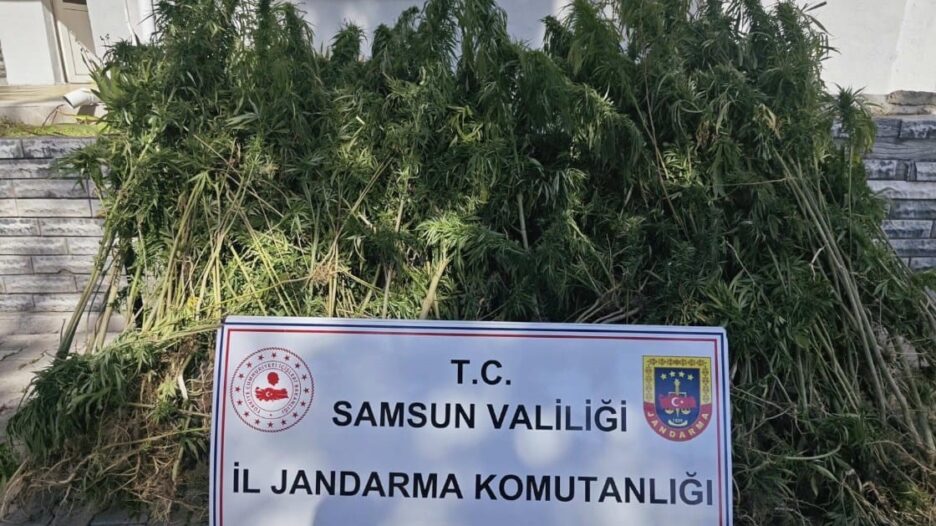 Samsun’da jandarma 728 kök kenevir bitkisi ele geçirdi