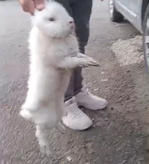 Şapkadan değil, motordan tavşan çıkarttı