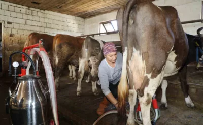 Üreten kadın: Tek başına 20 büyükbaş hayvana bakıyor