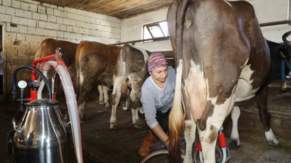 Üreten kadın: Tek başına 20 büyükbaş hayvana bakıyor