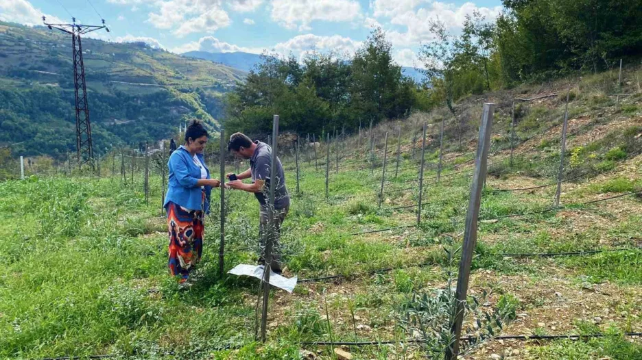 Zeytin fidan tırtılı uyarısı