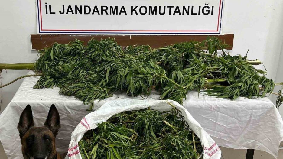 Artvin’de 15,5 kilo esrar yakalandı: 1 zanlı tutuklandı