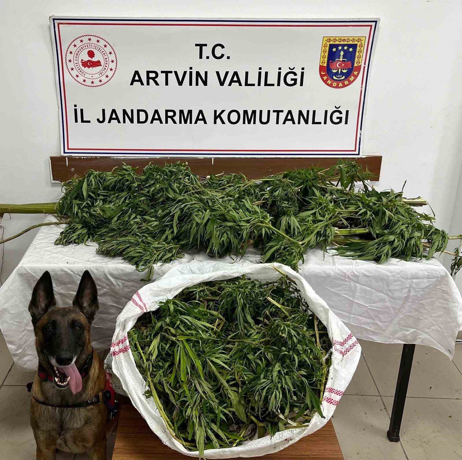 artvinde 155 kilo esrar yakalandi 1 zanli tutuklandi cYLDkSap