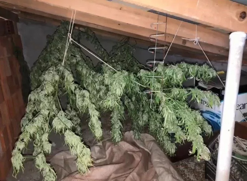 artvinde 8 kilogram kubar esrar ele gecirildi cMmv5CFH