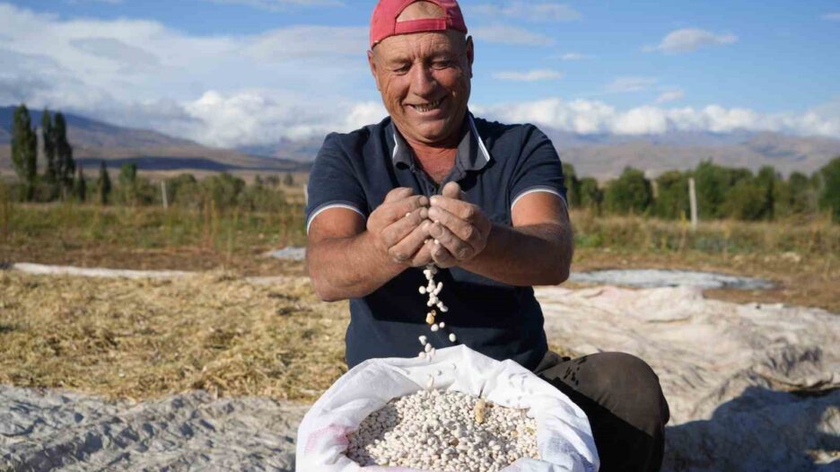 Güle oynaya hasat edilen kuru fasulyede yüksek rekolte çiftçinin yüzünü güldürdü