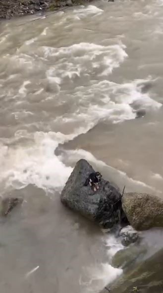 hopada dereye dusen kopek kurtarildi 8h3N8ZiK