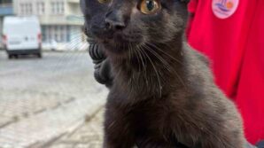 agacta mahsur kalan kediyi itfaiye ekipleri kurtardi 3adQdCtI