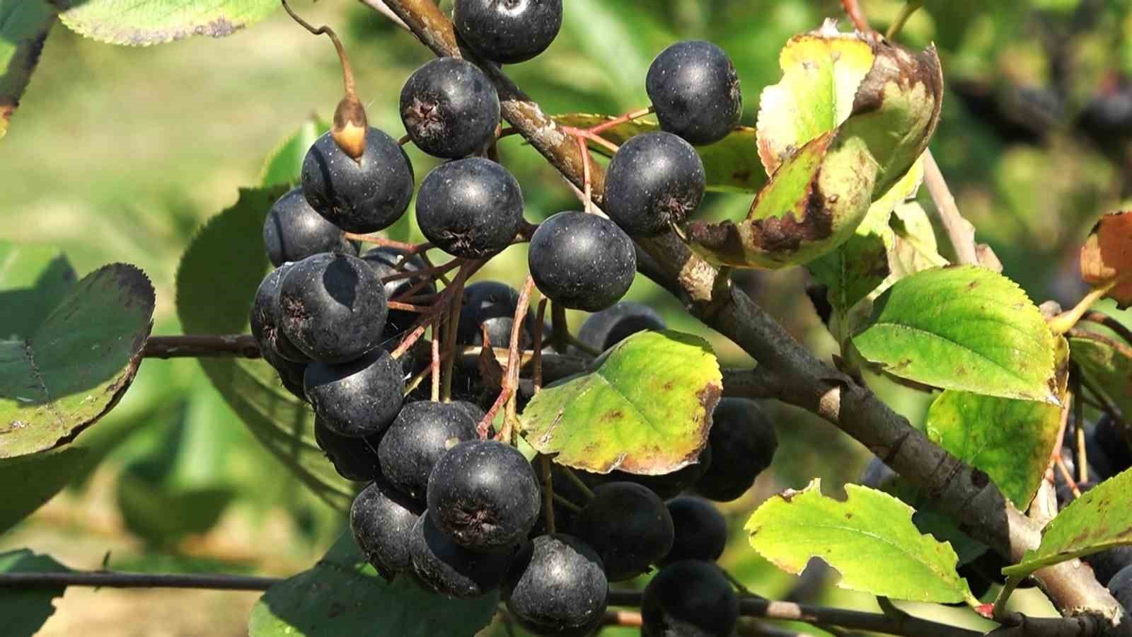 aronya halilara renk katacak uJ8hU4nI