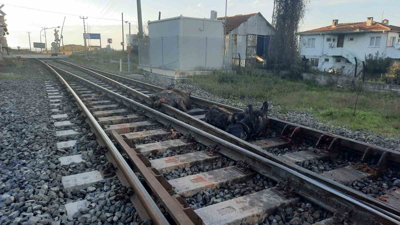 basibos halde dolasan iki buyukbas hayvana tren carpti NFignaOI