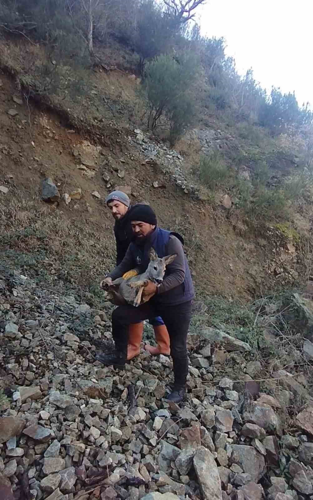 basibos kopeklerden kacip bos alabalik havuzuna dusen disi karacayi kurtardilar pkHGl8zd