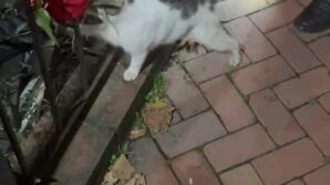 bir ayda uc kez caya dusen kedi kurtarildiktan sonra patisiyle tesekkur etti IcYhwEVW