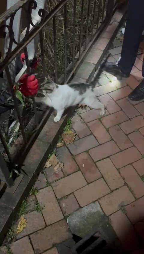 bir ayda uc kez caya dusen kedi kurtarildiktan sonra patisiyle tesekkur etti IcYhwEVW