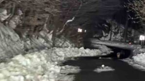 cakal surusu trabzonlu ile yolda karsilasirsa 6ylZD1dc