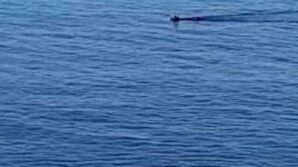 denize dusen karaca ekipler tarafindan kurtarildi 7l8pAYpQ