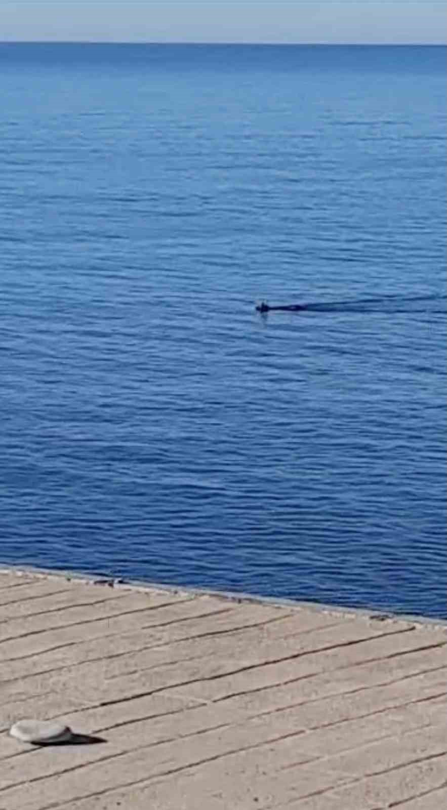 denize dusen karaca ekipler tarafindan kurtarildi 7l8pAYpQ