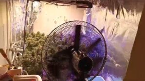 evin icinde ozel iklimlendirme sistemiyle uyusturucu imalati 1uNqtzwV