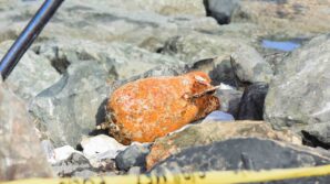 firtinda dalgalarin getirdigi deniz muhimmati rizede karaya vurdu Ir3hOr5n