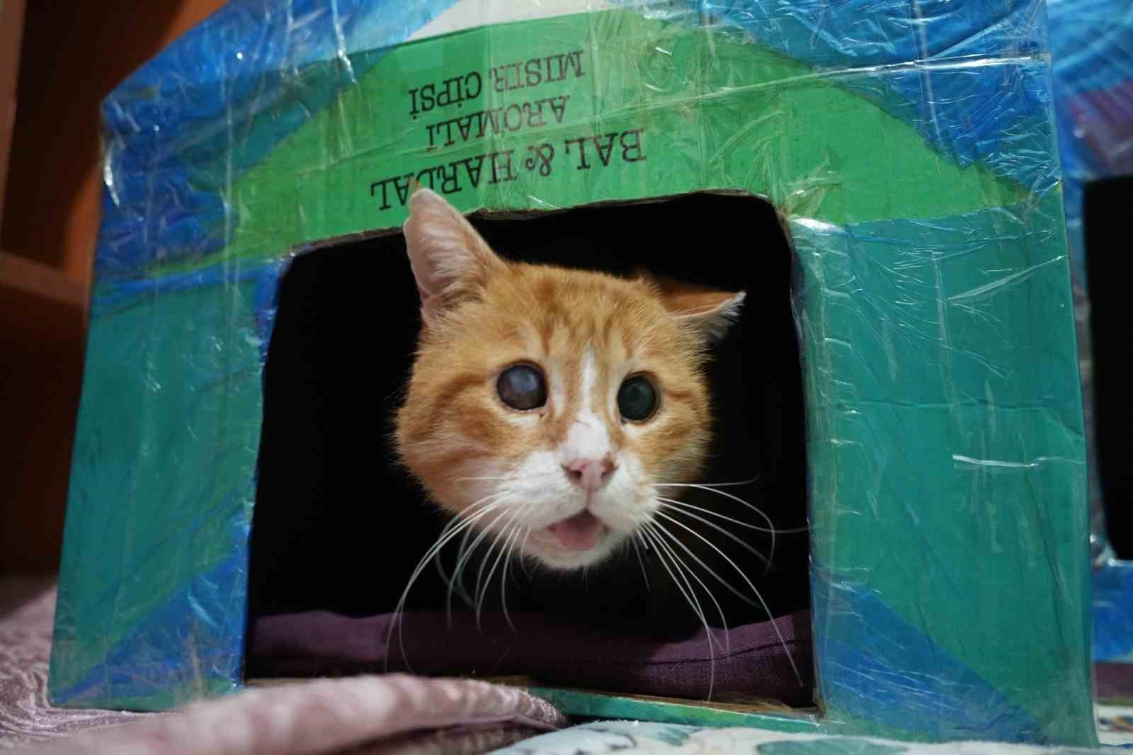 gumushanede ogrenciler engelli kediler icin kedi evi yapti kDDZjs41