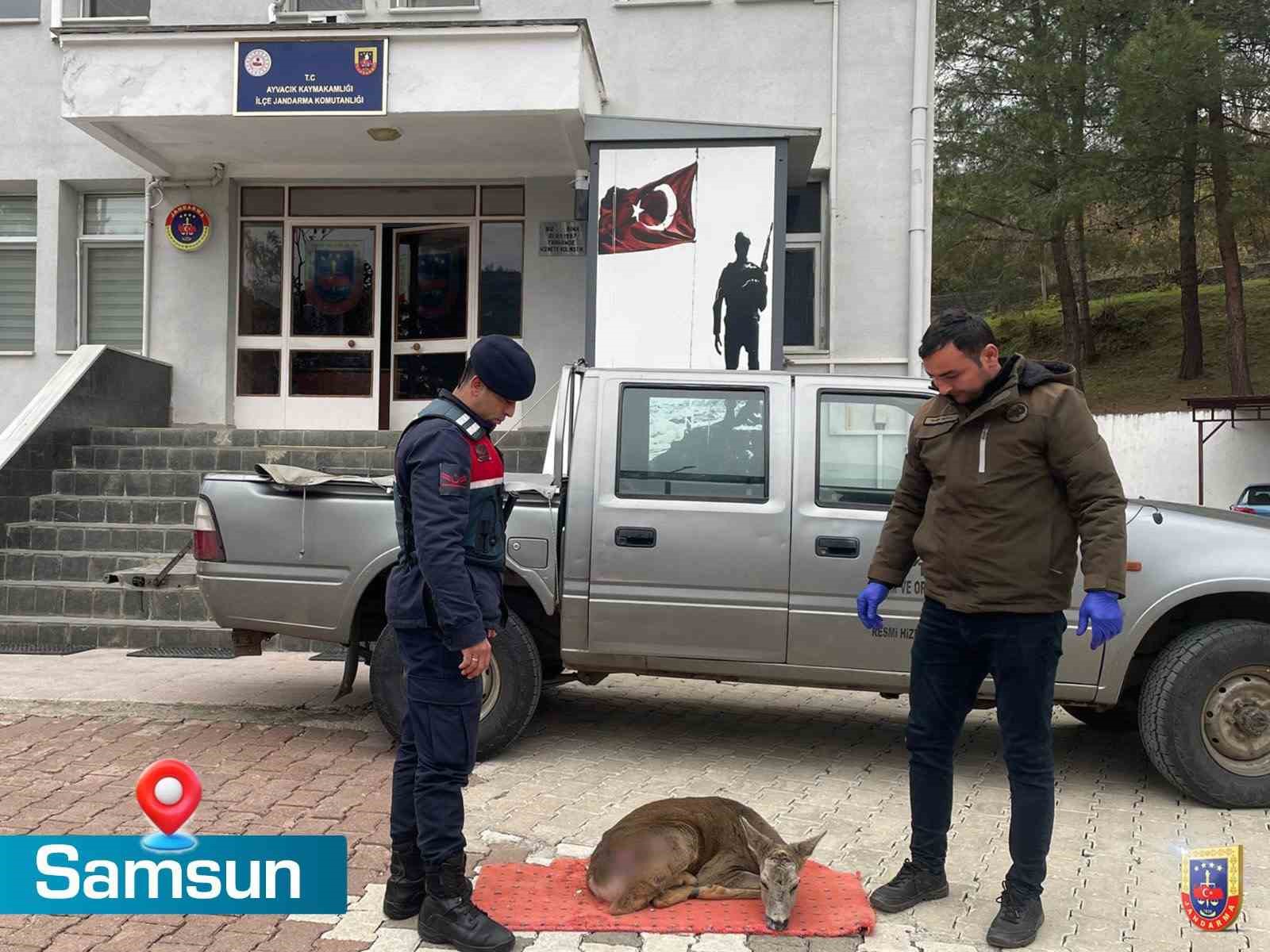 jandarma yarali karacaya sahip cikti ZHyUW1jY