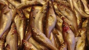 karadenizde mezgit bereketi EYtfVuwc