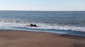 kastamonuda sahile inek cesedi vurdu XFyCAsJI