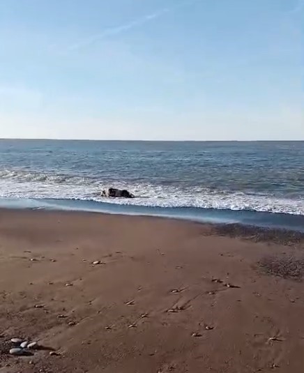 kastamonuda sahile inek cesedi vurdu XFyCAsJI