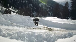kis uykusuna yatmayan ayilar gupegunduz aricilarin guvenlik kamerasina yakalandi Xfv5mvID