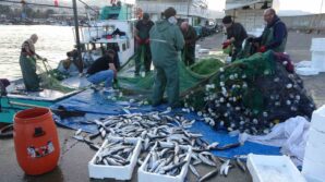 palamut hamsi istavrit ve mezgitin ardindan bu kez de kefal bereketi yasaniyor DawbOzUH