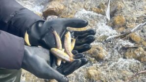 sinopta biyolojik cesitlilik envanter baliklandirma calismalari ghvEK1M5