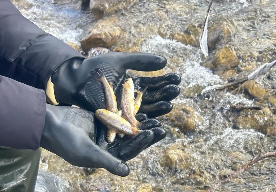 sinopta biyolojik cesitlilik envanter baliklandirma calismalari ghvEK1M5