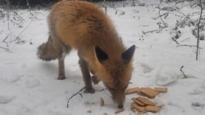 tilkiyi biskuvi ile beslediler gsnAWEYU