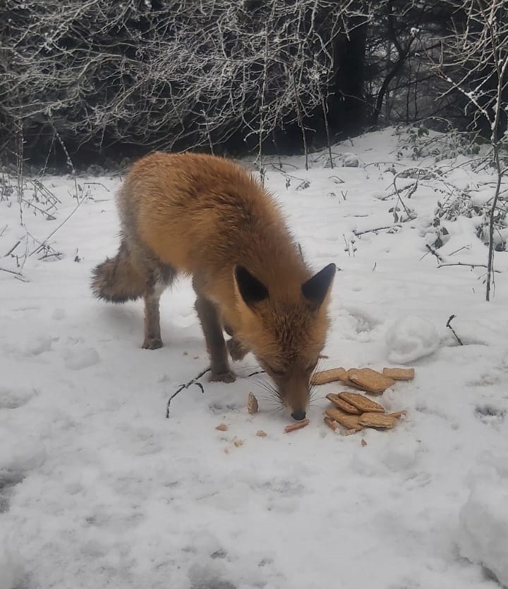 tilkiyi biskuvi ile beslediler gsnAWEYU