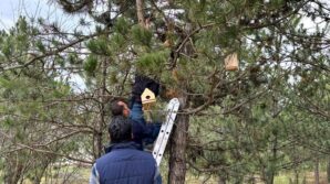 universite ogrencileri kampusu kus yuvalari ile donatti ZLgNkD7W