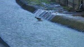 artvinde derede mahsur kalan karaca kurtarildi jSRhfxan