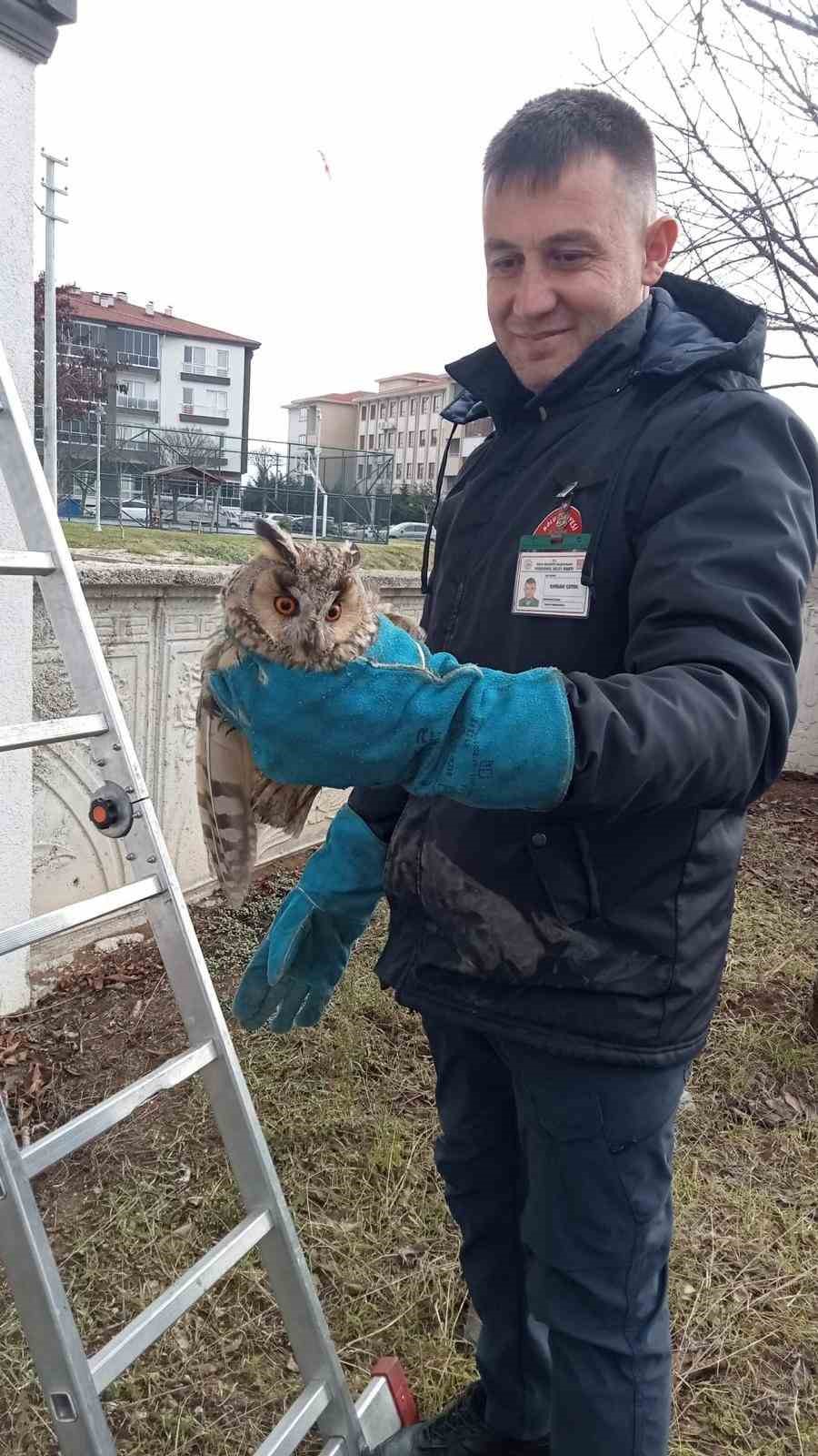 balkonda mahsur kalan baykus kurtarildi vEMARqei