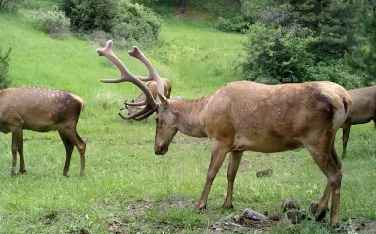 corumdaki yaban hayati fotokapana yansidi WLzTlHXA