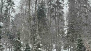 duzcenin yuksek kesimlerinde kar etkili oluyor giVHKOrG